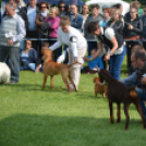 CAC kutyakiállítás (Fotó: Nagy Mária)