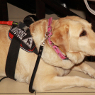 Vak Randi - Jótékonysági program, a Lions Club Mosonmagyaróvár szervezésében