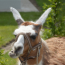 Gyermeknap a Hansági Múzeumban (Fotó: Bánhegyi István)