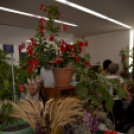 Termény- és virágkiállítás 