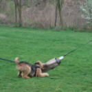 Nyílt nap a Kutya Iskolában (Fotó: Nagy Mária)