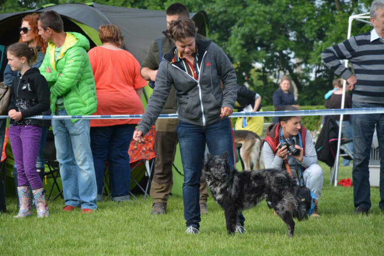 CAC kutyakiállítás (Fotó: Nagy Mária)