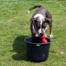 Az Ebuló Kutyaiskola interaktív kutyás bemutatója a Pillangó óvodában (Fotó: Stipkovits Veronika)