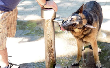 Figyeljünk kedvenceinkre a hőségben! 