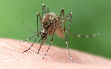 Hogyan védekezzünk a szúnyogok ellen?