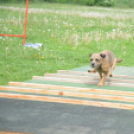 Agility Attilával (Fotó: Nagy Mária)