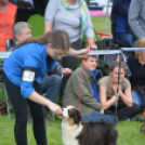 CAC kutyakiállítás (Fotó: Nagy Mária)