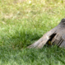 XII. Szigetköz ízei, Vármegye borai Fesztivál 2. nap