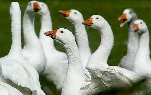 Márton napi népszokások