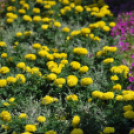 Belvárosi virágút (Fotó: Nagy Mária)