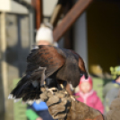 Madaras nap a Pillangó Óvoda és Mini Bölcsődében 