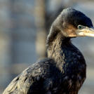 Madaras nap a Pillangó Óvoda és Mini Bölcsődében 