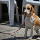 Családi nap a Gyerekek Átmeneti Otthonában