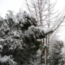 Mosonmagyaróvár Havazás után (Fotó: Nagy Mária)