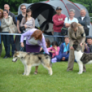 CAC kutyakiállítás (Fotó: Nagy Mária)