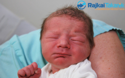 Páli Dominik, 3035 gr. Mosonmagyaróvár