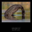 A Mosonmagyaróvári Fotó Egyesület online kiállítása