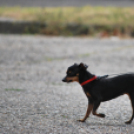 Városközpontiak napja (Fotó: Nagy Mária)