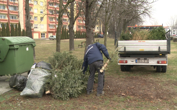 Megkezdték a fenyőfák begyűjtését