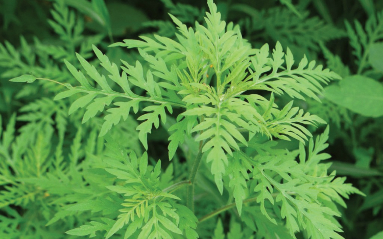 Június 30-áig el kell tüntetnünk a parlagfűvet