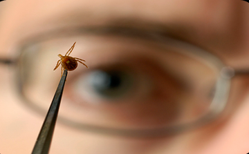 Tények a kullancsokról, amiről rosszul tudunk