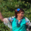 IV. Karolina Day (Fotó: Nagy Mária)