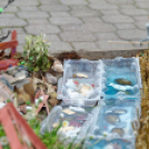 Apró kezek, csodakertek kertépítő verseny (Fotó: Horváth Attila)