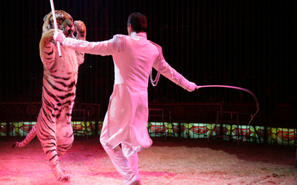 Cirkusz Világnapja Mosonmagyaróváron