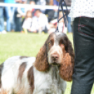 CAC kutyakiállítás (Fotó: Nagy Mária)