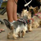 XII. Szigetköz ízei, Vármegye borai Fesztivál 3. nap