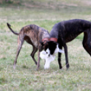 XI. Szigetköz ízei, Vármegye borai Fesztivál 3. nap 