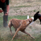 XI. Szigetköz ízei, Vármegye borai Fesztivál 3. nap