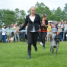 CAC kutyakiállítás (Fotó: Nagy Mária)