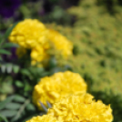 Belvárosi virágút (Fotó: Nagy Mária)