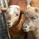 Húsvét a Pillangó Óvoda és Minibölcsiben 