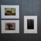 Gombafotó kiállítás (Fotó: Nagy Mária)