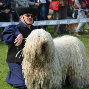 CAC kutyakiállítás (Fotó: Nagy Mária)