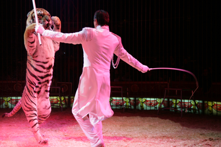 Cirkusz Világnapja Mosonmagyaróváron