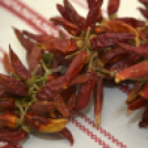 V. KOLBÁSZTÖLTŐ VERSENY ÉS FESZTIVÁL 