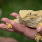 Gyermeknap a Hansági Múzeumban (Fotó: Bánhegyi István)