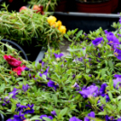 Virágosítás a városközpontban