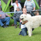 CAC kutyakiállítás (Fotó: Nagy Mária)