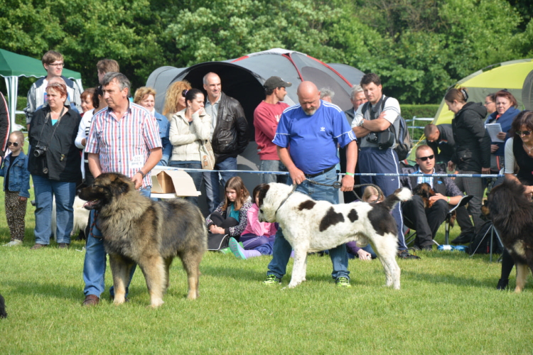 CAC kutyakiállítás (Fotó: Nagy Mária)