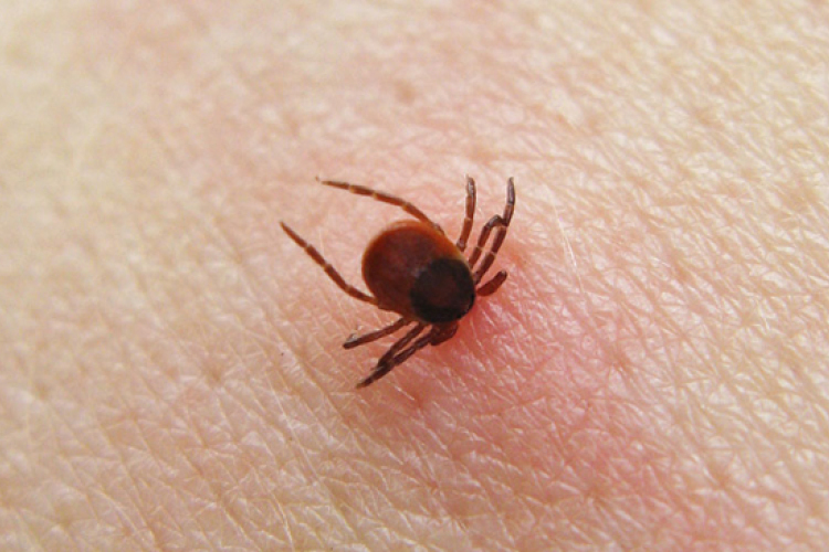 Megelőzhetők a kullancs által terjesztett betegségek