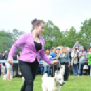 CAC kutyakiállítás (Fotó: Nagy Mária)