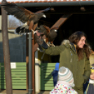 Madaras nap a Pillangó Óvoda és Mini Bölcsődében 