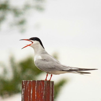 Tilai Gergely - Kerekesszéktől az önálló fotókiállításig
