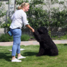 Az Ebuló Kutyaiskola interaktív kutyás bemutatója a Pillangó óvodában (Fotó: Stipkovits Veronika)