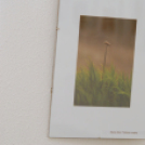 A gombák csodálatos világa Kiállítás