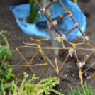 VI. Apró kezek, Csodakertek Gyermek Kertépítő verseny (Fotó: Bánhegyi István)